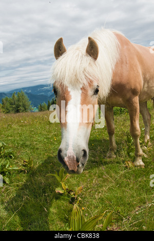 Horse portrait on Zwolferhorn en Autriche Banque D'Images