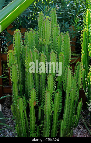 Close up d'Euphorbia trigona Banque D'Images