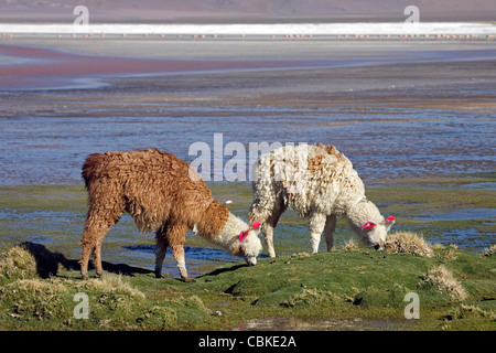 Deux Lamas (Lama glama) avec les glands de l'oreille sur le rivage du lac de sel Laguna Colorada sur l'Altiplano, Bolivie Banque D'Images