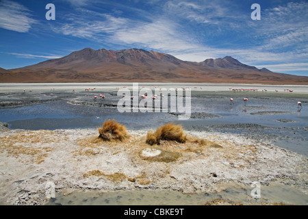 Puna / James's Flamingos (Phoenicoparrus jamesi) dans le lac salé Laguna Hedionda sur l'Altiplano, Bolivie Banque D'Images