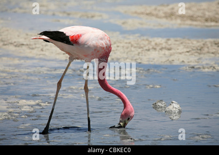 Puna / James's Flamingo (Phoenicoparrus jamesi) le tamisage de boue dans les eaux peu profondes à salt lake Laguna Hedionda, Altiplano, Bolivie Banque D'Images