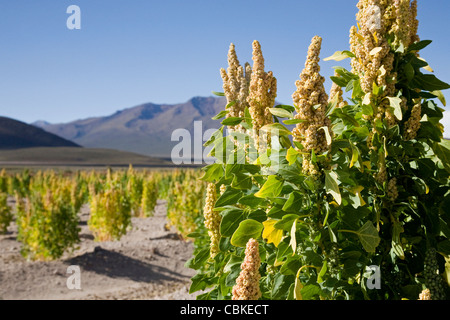 Domaine de la quinoa (Chenopodium quinoa) près de San Juan, Argentina Banque D'Images