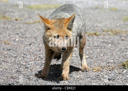 Culpeo zorro / fox andine (Pseudalopex culpaeus / Lycalopex culpaeus), Altiplano, Bolivie Banque D'Images