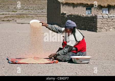 Habillé traditionnellement femme bolivienne avec tress séparant le blé de l'ivraie par le vent dans la région de village, Altiplano, Bolivie Banque D'Images