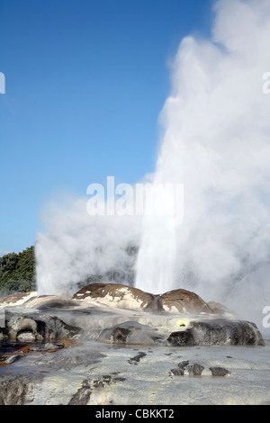 Les plumes du prince de Galles et geyser Pohutu Geyser, zone géothermique de Whakarewarewa, Rotorua, Nouvelle-Zélande. Banque D'Images
