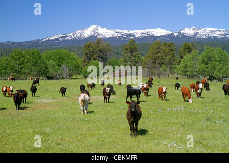 Le bétail paître dans Valley County, California, USA. Banque D'Images