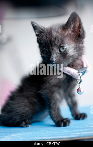 1 mois chaton noir Banque D'Images