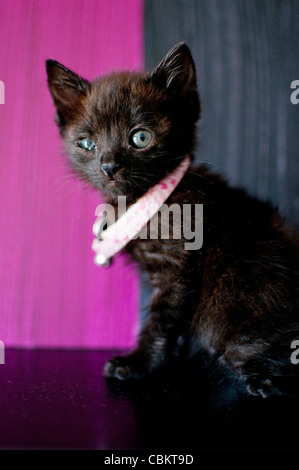 1 mois chaton noir Banque D'Images