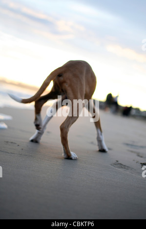 Mignon chien âgé de 4 mois sur la plage, au coucher du soleil Banque D'Images