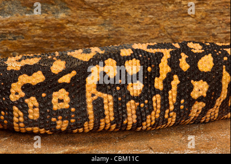 Monstre de Gila (Heloderma suspectum), en captivité. USA Banque D'Images