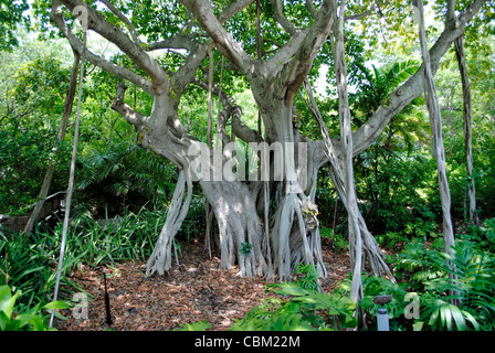 Arbre de banian (Ficus benghalensis) Banque D'Images