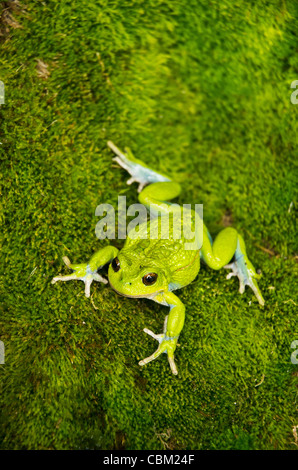 San Lucas (Gastrotheca pseustes Grenouille marsupiale), base de Volcan Chimborazo, Andes, l'Equateur, l'Amérique du Sud. Les espèces en voie de disparition. Banque D'Images