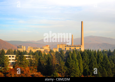 Entouré d'une forêt luxuriante d'usine . Berane, Roumanie Banque D'Images