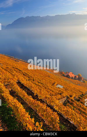 Les vignobles de Lavaux suisse, sur le côté du Lac Léman (Lac de Genève) à l'automne avec de la brume sur le lac Banque D'Images