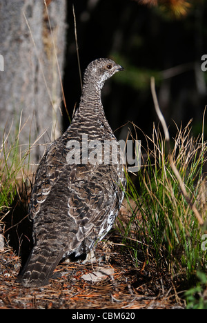 Femelle Tétras sombre Dendragapus obscurus Grand Teton National Park Wyoming USA Banque D'Images