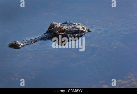 Un alligator de pics c'est la tête hors de l'eau dans le parc national des Everglades. Banque D'Images