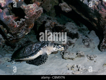 Une tortue imbriquée repose dans le sable sous un récif ledge. Banque D'Images