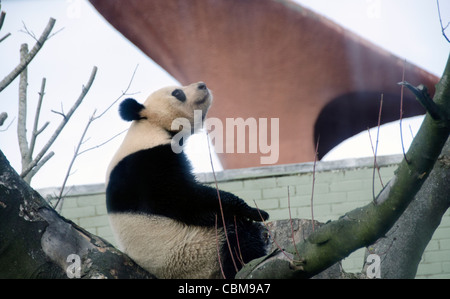 Ours Panda géant mâle Yang Guang dans Zoo d'Édimbourg une semaine après son arrivée en provenance de Chine le 4 décembre 2011A Banque D'Images