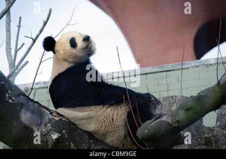 Ours Panda géant mâle Yang Guang dans Zoo d'Édimbourg une semaine après son arrivée en provenance de Chine le 4 décembre 2011 Banque D'Images