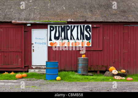 États-unis, Californie, côte centrale, Swanton, signe à pumpkin farm Banque D'Images