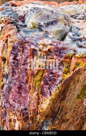 Le bois pétrifié détail Banque D'Images