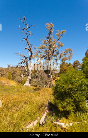 Warren Gorge près de Quorn dans la chaîne de Flinders en Australie du Sud de l'outback Banque D'Images