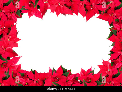 Cadre de Noël de fleurs - Poinsettia (Euphorbia pulcherrima) sur fond blanc Banque D'Images
