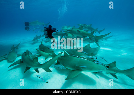 Scuba Diver entouré par le requin, Negaprion brevirostris, mer des Caraïbes, Bahamas Banque D'Images