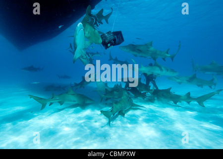 Groupe d le requin, Negaprion brevirostris, mer des Caraïbes, Bahamas Banque D'Images