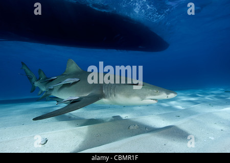 Le requin, Negaprion brevirostris, mer des Caraïbes, Bahamas Banque D'Images