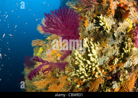 Gorgones colorées dans les récifs coralliens, Paramuricea clavata, Ischia, Campanie, Mer Méditerranée, Italie Banque D'Images