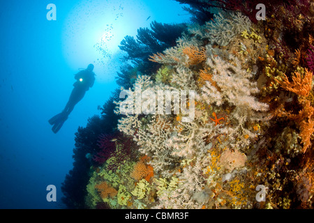 Scuba Diver et méditerranéenne du corail noir, Gerardia Savaglia, Ischia, Mer Méditerranée, Italie Banque D'Images