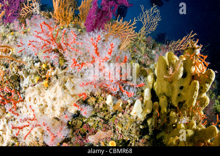 Corail rouge, corallium rubrum, Ischia, Mer Méditerranée, Italie Banque D'Images