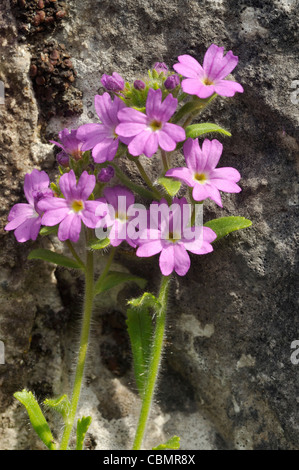 Conte de la digitale pourpre - Erinus alpinus naturalisés de plus en plus sur le Burren Banque D'Images