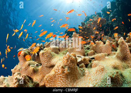 Jewel Fairy Basslets, Pseudanthias squamipinnis, Sanganeb de corail, Mer Rouge, au Soudan Banque D'Images