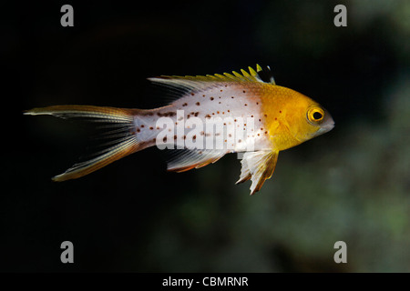 Cochons Lyretail juvénile, Bodianus anthioides, Shaab Rumi, Mer Rouge, au Soudan Banque D'Images