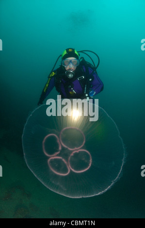 Méduse de lune et Scuba Diver, Aurelia aurita, Piran, Slovénie, la mer Adriatique Banque D'Images