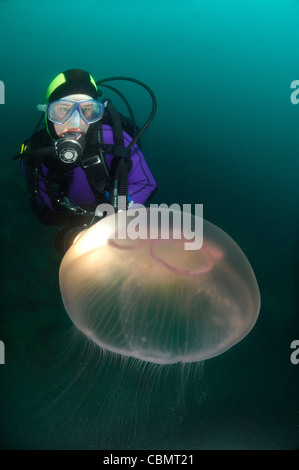 Méduse de lune et Scuba Diver, Aurelia aurita, Piran, Slovénie, la mer Adriatique Banque D'Images