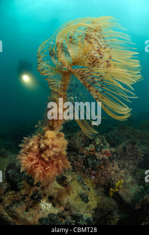 Feather Duster Worm et scuba diver, Spirographis spallanzani, Piran, Slovénie, la mer Adriatique Banque D'Images