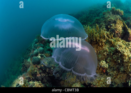 Lune, méduses Aurelia aurita, Piran, Slovénie, la mer Adriatique Banque D'Images
