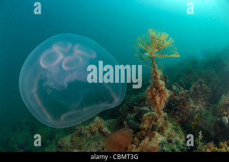 Lune, méduses Aurelia aurita, Piran, Slovénie, la mer Adriatique Banque D'Images