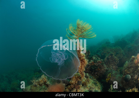 Lune, méduses Aurelia aurita, Piran, Slovénie, la mer Adriatique Banque D'Images
