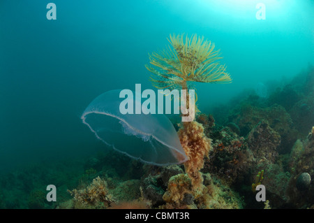 Lune, méduses Aurelia aurita, Piran, Slovénie, la mer Adriatique Banque D'Images