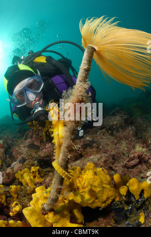 Long-snouted Seahorse accrocher sur Feather Duster Worm Hippocampus guttulatus Spirographis spallanzani Piran Slovénie Banque D'Images