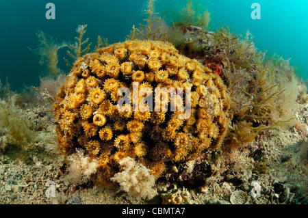 Colonie de coraux, tasse Caryophyllia inornata, Piran, Slovénie, la mer Adriatique Banque D'Images