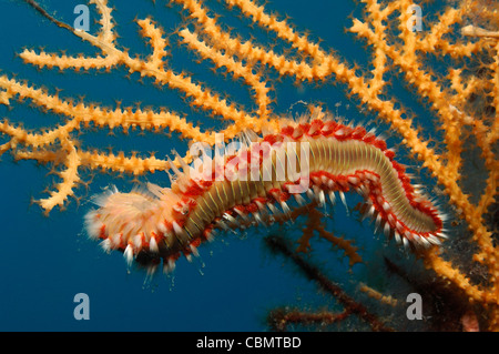 Poils feu ver sur Coral, Hermodice carunculata, île de Korcula, l'Adriatique, Croatie Banque D'Images