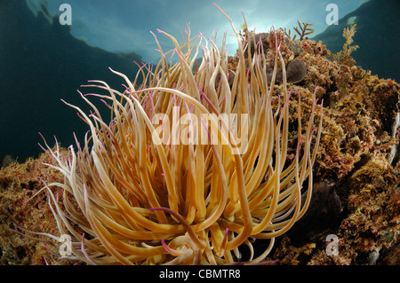 Snakelocks Anemonia sulcata, anémone, Piran, Slovénie, la mer Adriatique Banque D'Images