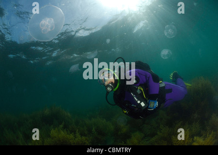 Scuba Diver et Lune, méduses Aurelia aurita, Piran, Slovénie, la mer Adriatique Banque D'Images