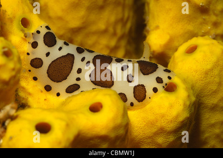 Sea Leopard Slug sur Golden éponge, Peltodoris atromaculata, Verongia aerophoba, Ile de Cres, Mer Adriatique, Croatie Banque D'Images