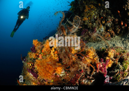 La plongée en Mer Méditerranée, Mer Adriatique, l'île de Cres, Croatie Banque D'Images